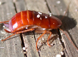 Wood Cockroach Wood Cockroach